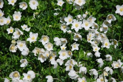 Прикрепленное изображение: anemony.jpg